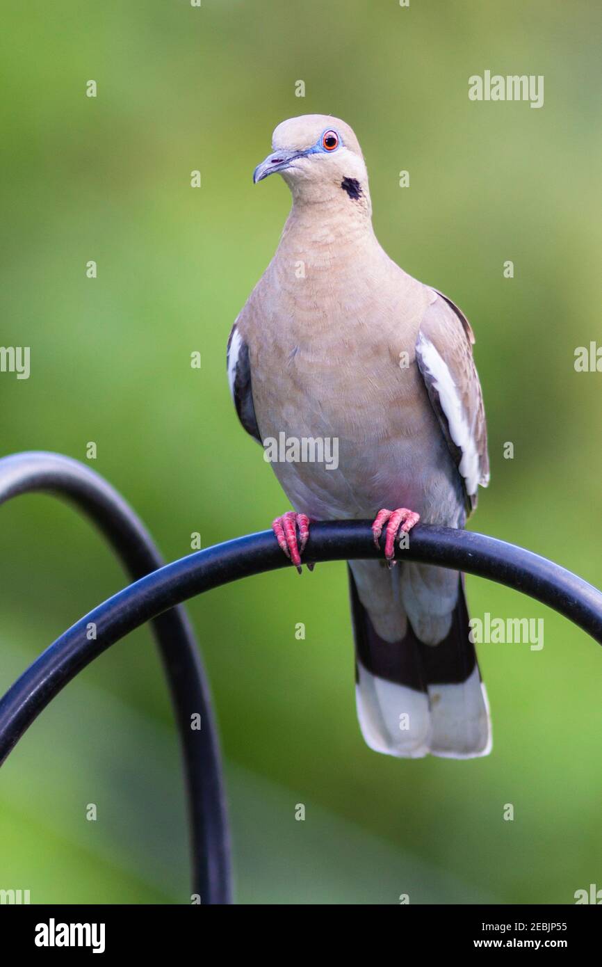 Weißflügeltaube am Hinterhof-Vogelfutterhäuschen in Spring, Texas. Taube ist so groß, sie steht auf einer Sprosse und frisst auf der Höhe der Sprosse oben. Stockfoto Weißflügeltaube am Hinterhof-Vogelfutterhäuschen in Spring, Texas. Taube ist so groß, sie steht auf einer Sprosse und frisst auf der Höhe der Sprosse oben. Stockfoto