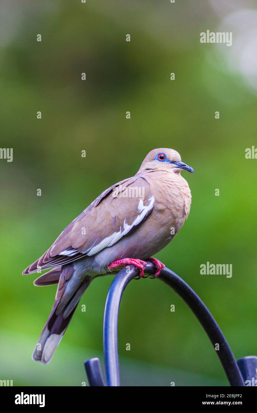 Weißflügeltaube am Hinterhof-Vogelfutterhäuschen in Spring, Texas. Taube ist so groß, sie steht auf einer Sprosse und frisst auf der Höhe der Sprosse oben. Stockfoto Weißflügeltaube am Hinterhof-Vogelfutterhäuschen in Spring, Texas. Taube ist so groß, sie steht auf einer Sprosse und frisst auf der Höhe der Sprosse oben. Stockfoto
