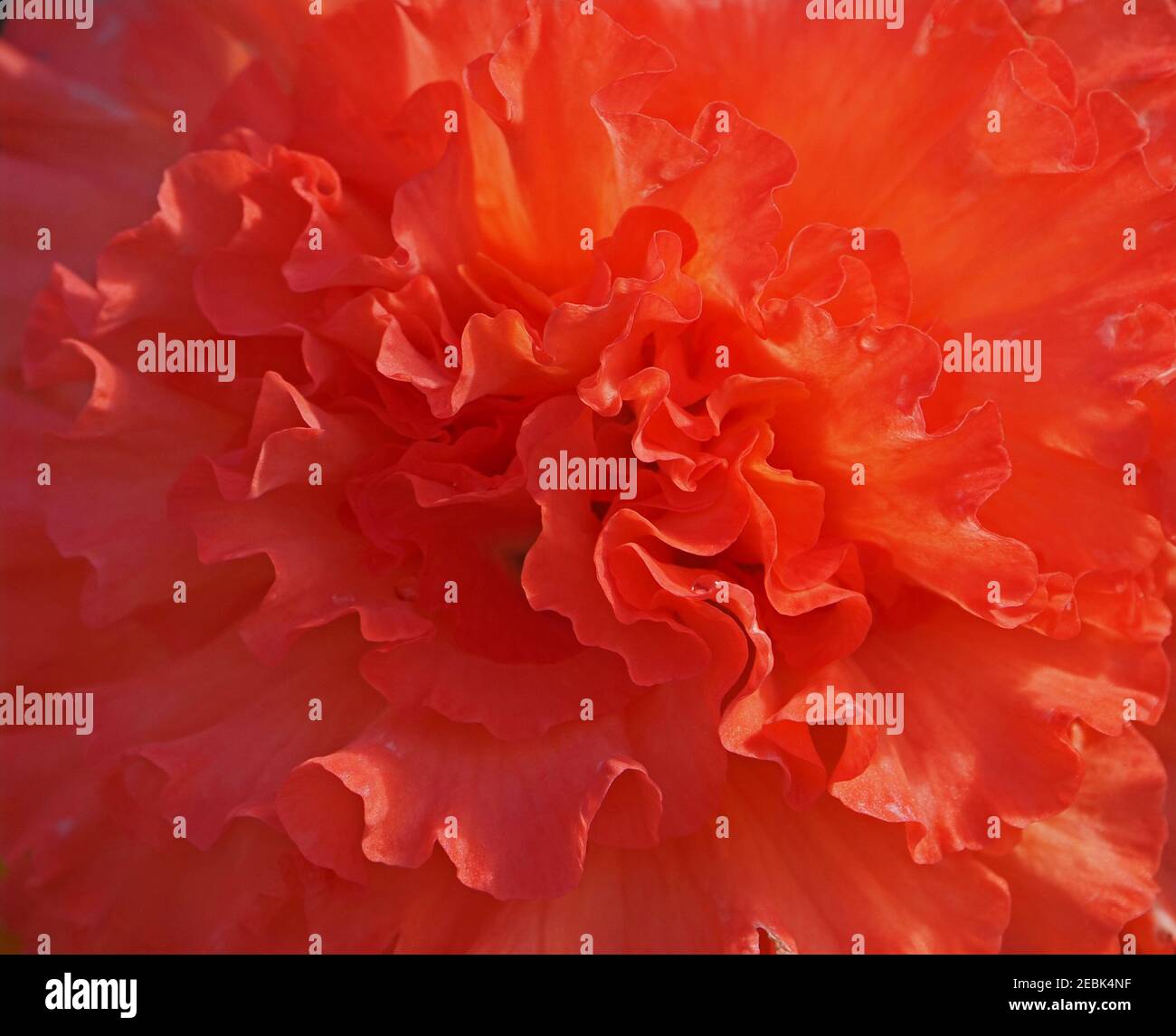 Nahaufnahme von Rüschengewebe wie Blütenblätter von orangen Korallen Flamme rote Begonia Blume mit dramatischen Seitenbeleuchtung in einem Garten in Cumbria, England, Großbritannien Stockfoto