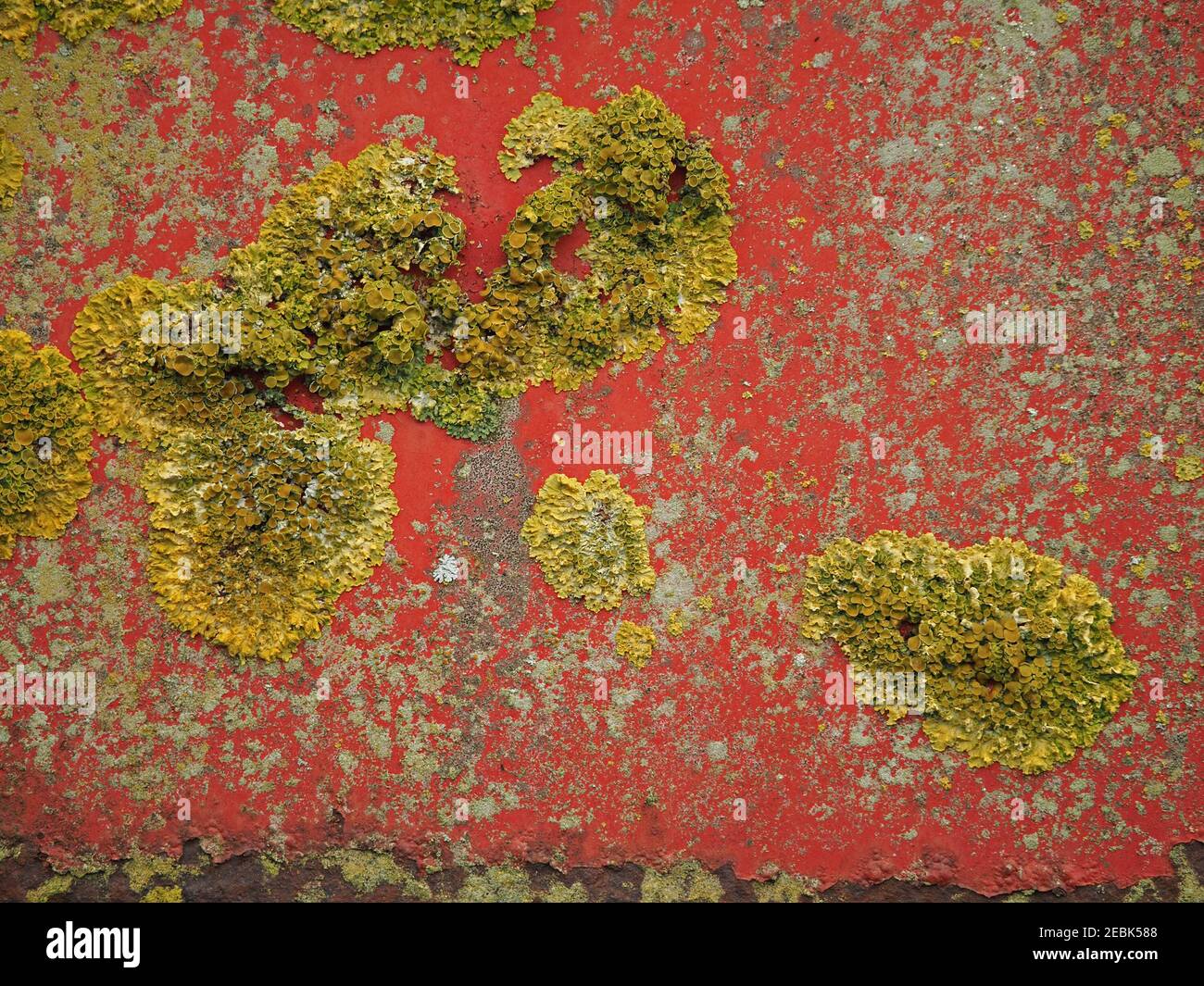 Reife gelbe weiße und graue Flechten wachsen frei auf verblassten rostroten Anstrichen von altem Dreck-Streuer auf einer Farm in Cumbria, England, UK Stockfoto