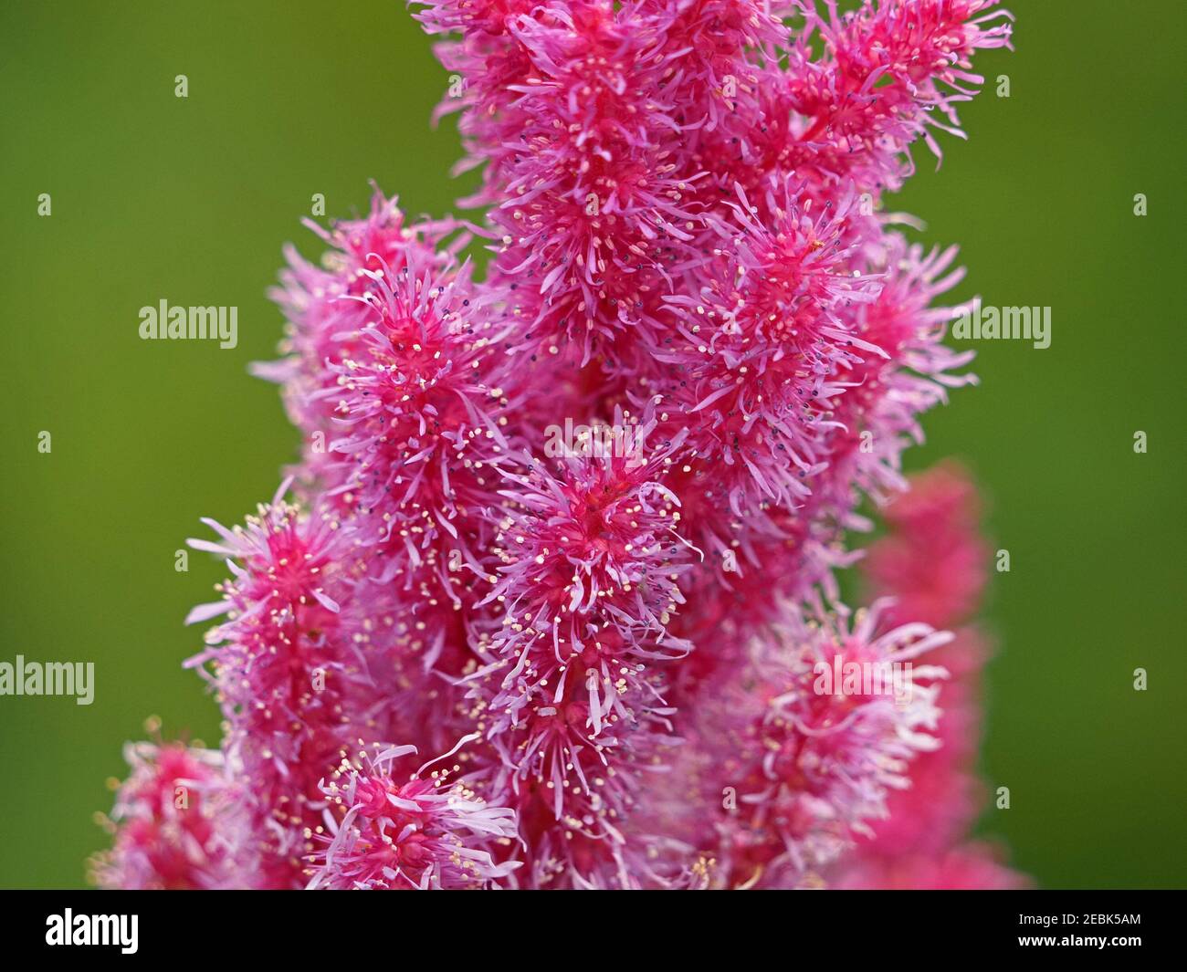 Dramatische Detail von schillernden leuchtend rosa Blume von Astilbe aka Ziegenbart / falsche Spirea ähnelt Faser-Optik oder Meer-Anemone in Cumbria, England, UK Stockfoto