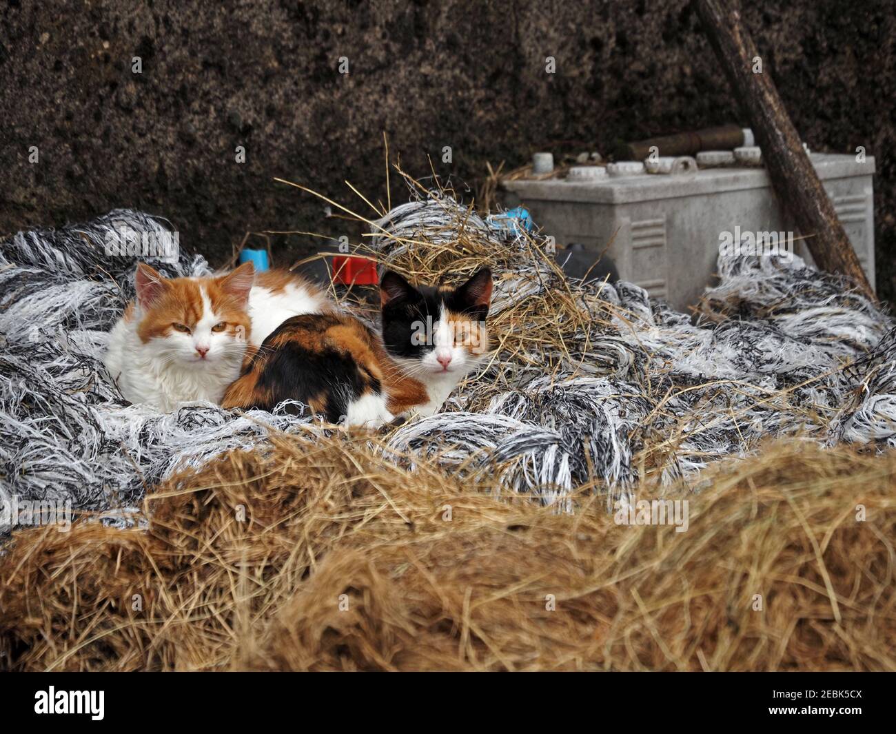 Junge gekreuzten Bauernhof Kätzchen kuscheln in Haufen von landwirtschaftlichen Abfälle einschließlich Fasern, Stroh und alte Fahrzeugzellen-Batterie in Cumbria, England, Großbritannien Stockfoto