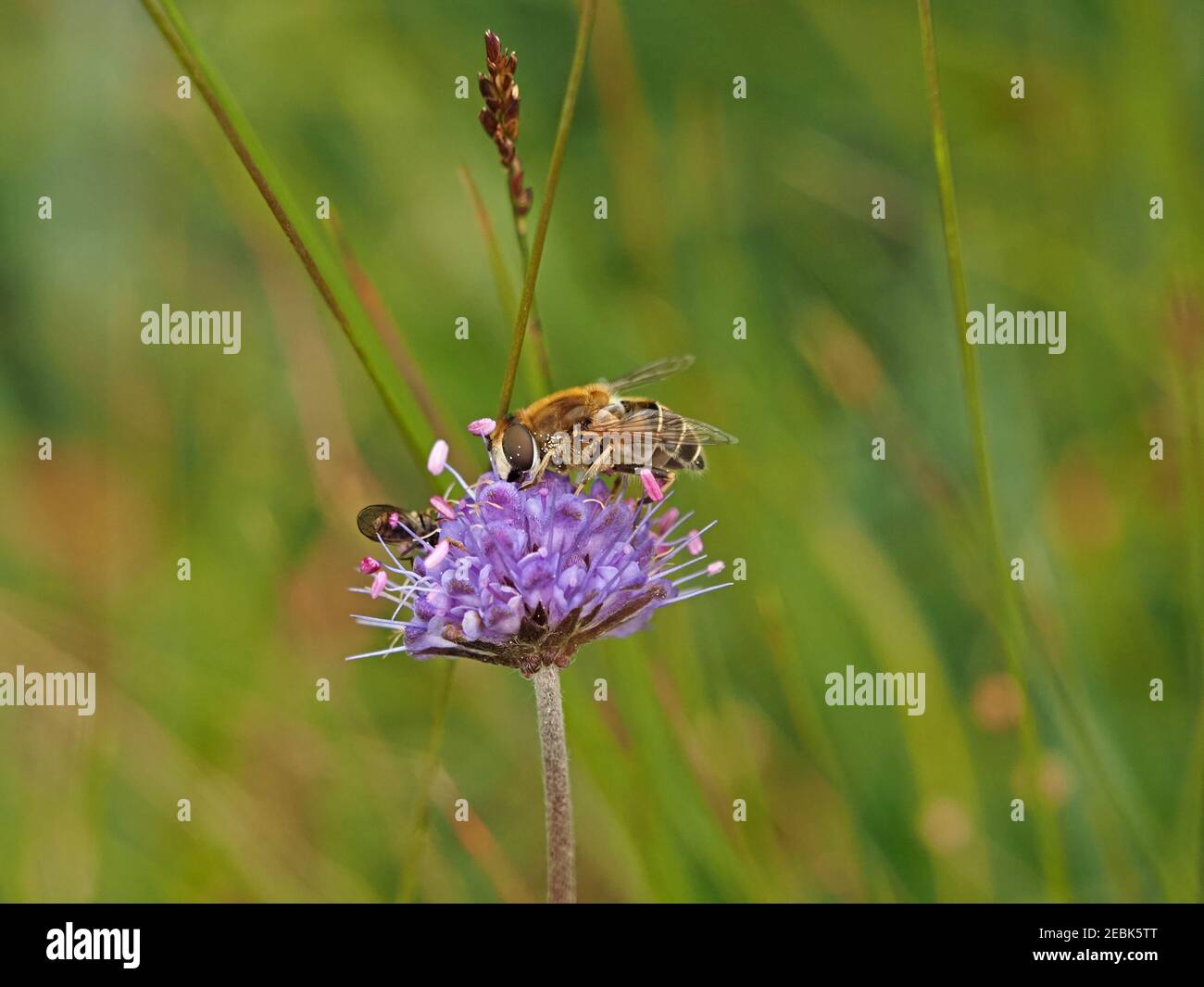 Luftkissenfliege mit Pollen auf blau-violetter Blüte von Schafsbissen Scabious in nicht verbesserter Wiese in Cumbria, England, UK Stockfoto