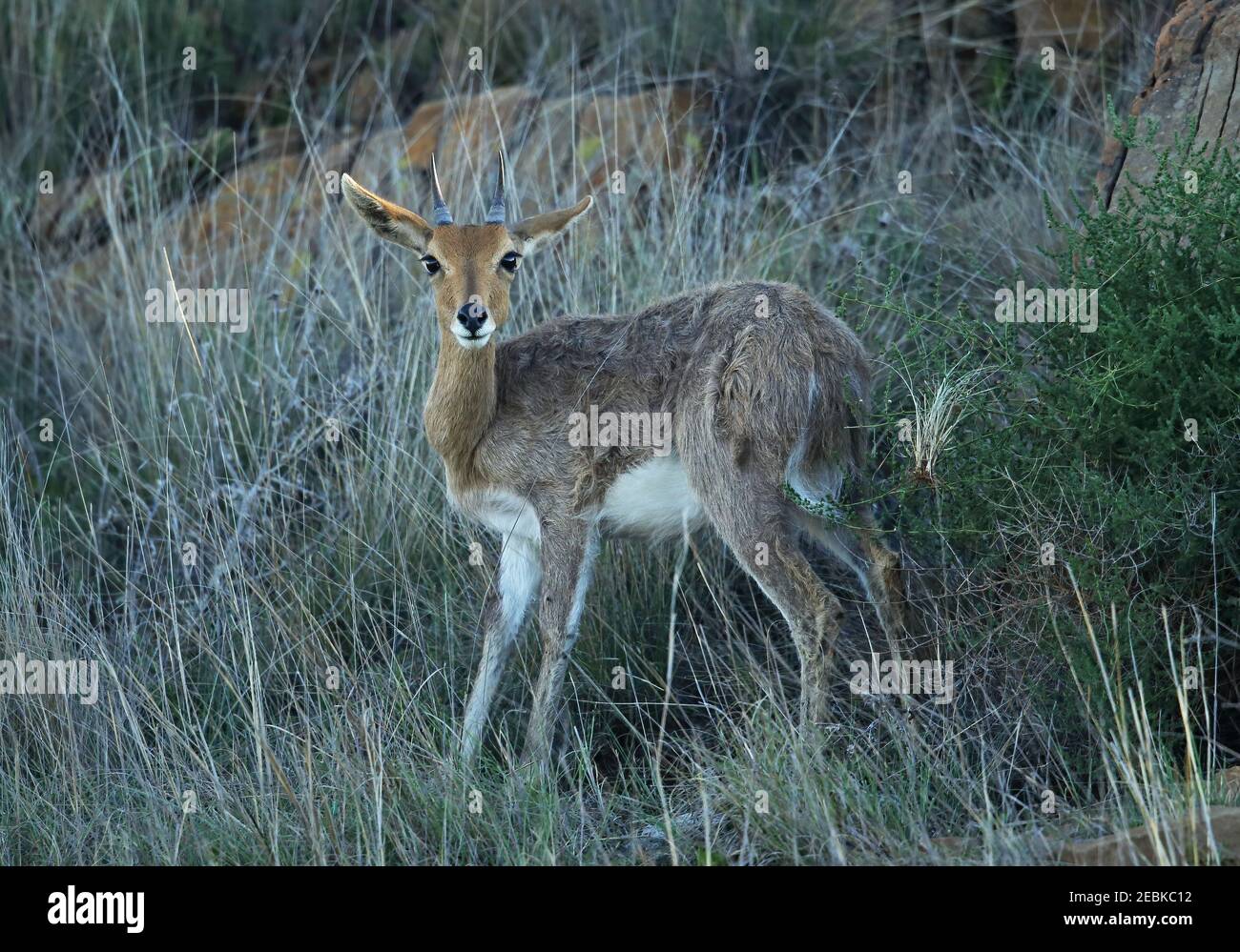 Southern Mountain Reedbuck (Redunca fulvorufula) Erwachsener steht auf felsigen Hügel Wakkerstroom, Südafrika November Stockfoto