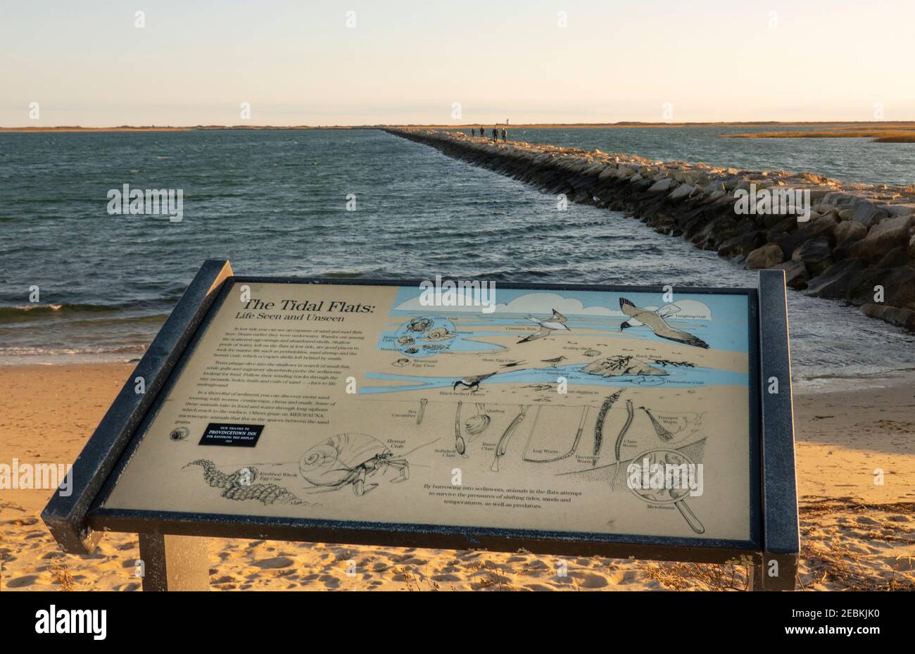 Wattmeer Provincetown Cape Cod Beach Massachusetts Stockfoto