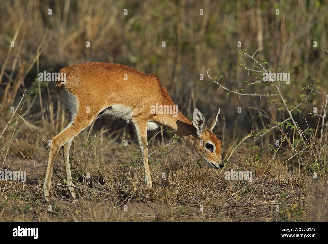 Steenbok (Raphicerus campestris) erwachsenes Weibchen, das im trockenen Gestrüpp Kruger NP, Südafrika steht November Stockfoto