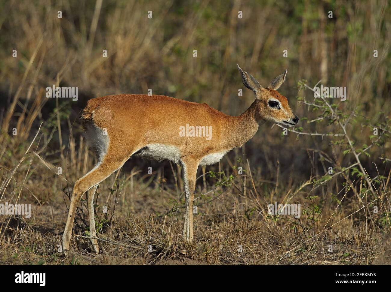 Steenbok (Raphicerus campestris) erwachsenes Weibchen, das im trockenen Gestrüpp Kruger NP, Südafrika steht November Stockfoto
