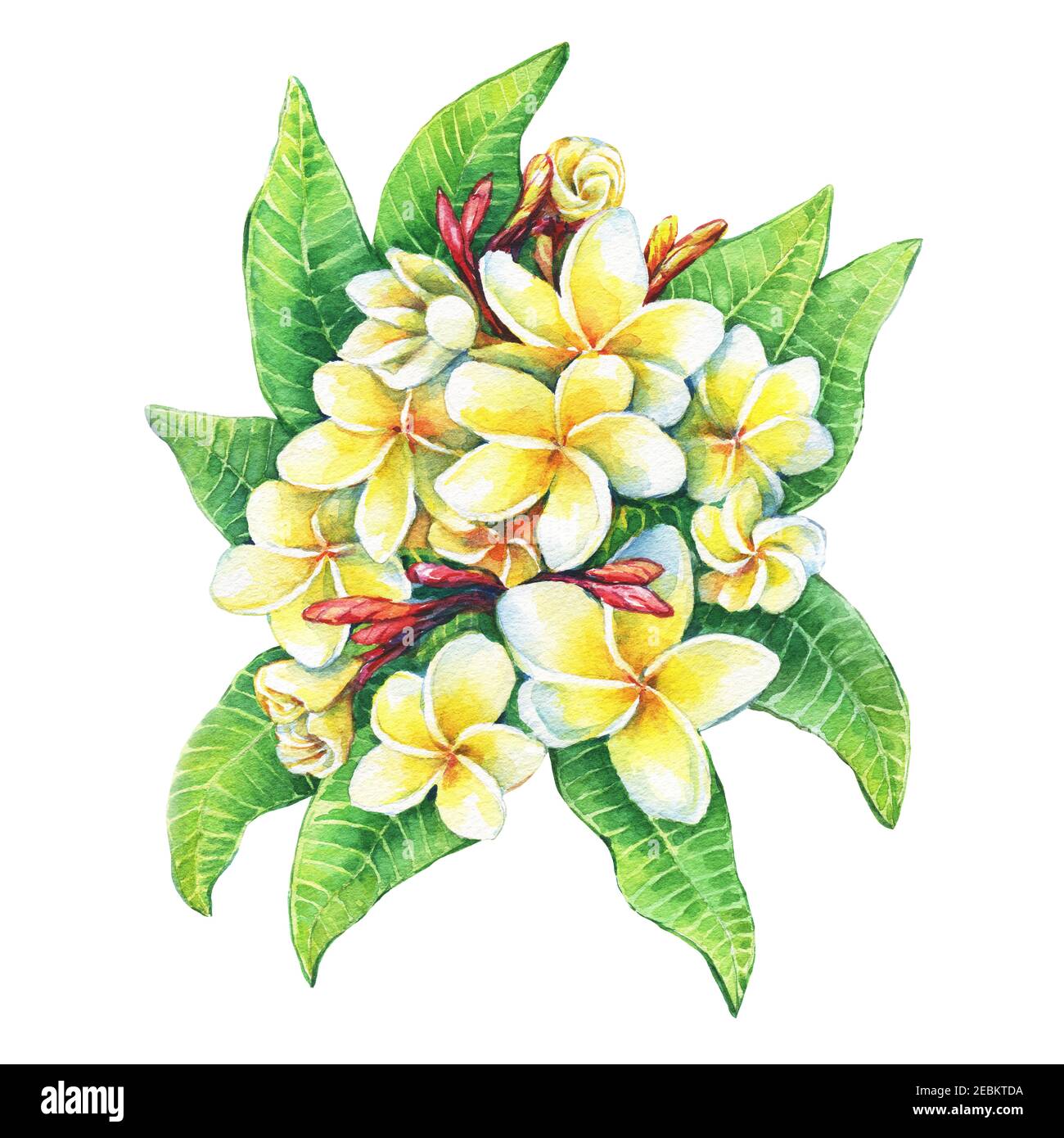 Nahaufnahme von tropischen Resort Blumen Frangipani (Plumeria, Plumeria rubra). Aquarell handgezeichnete Malerei Illustration isoliert auf weißem Hintergrund. Stockfoto