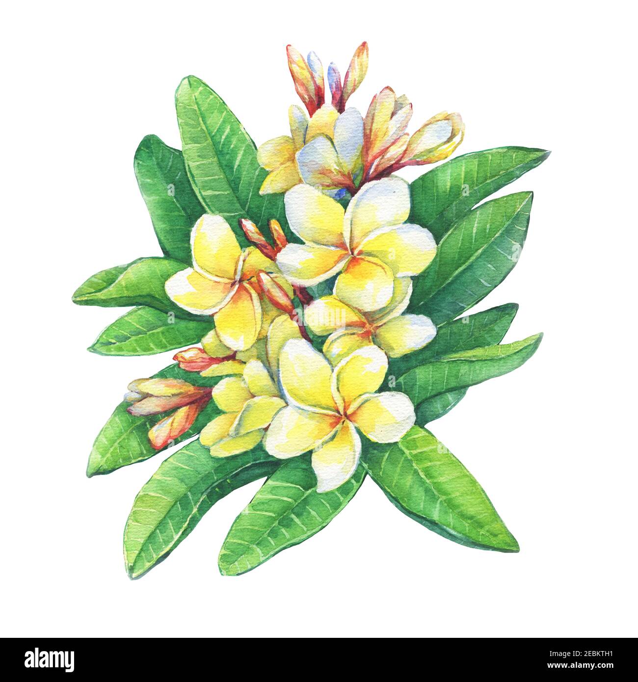 Nahaufnahme von tropischen Resort Blumen Frangipani (Plumeria, Plumeria rubra). Aquarell handgezeichnete Malerei Illustration isoliert auf weißem Hintergrund. Stockfoto