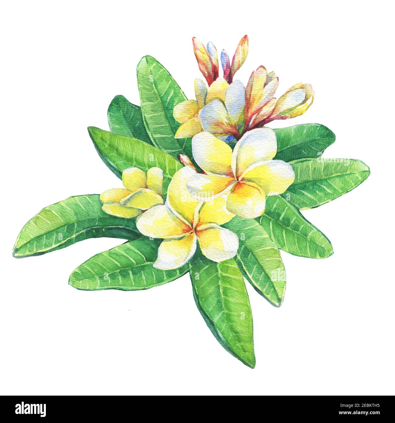 Nahaufnahme von tropischen Resort Blumen Frangipani (Plumeria, Plumeria rubra). Aquarell handgezeichnete Malerei Illustration isoliert auf weißem Hintergrund. Stockfoto