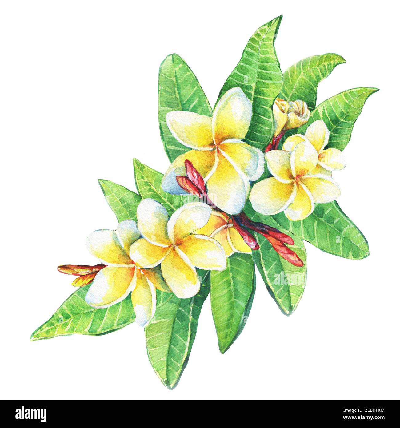 Nahaufnahme von tropischen Resort Blumen Frangipani (Plumeria, Plumeria rubra). Aquarell handgezeichnete Malerei Illustration isoliert auf weißem Hintergrund. Stockfoto