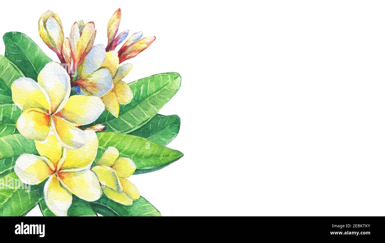 Grußkarte mit tropischen Blumen Frangipani (plumeria, Plumeria rubra).Aquarell handgezeichnete Malerei Illustration isoliert auf weißem Hintergrund. Stockfoto