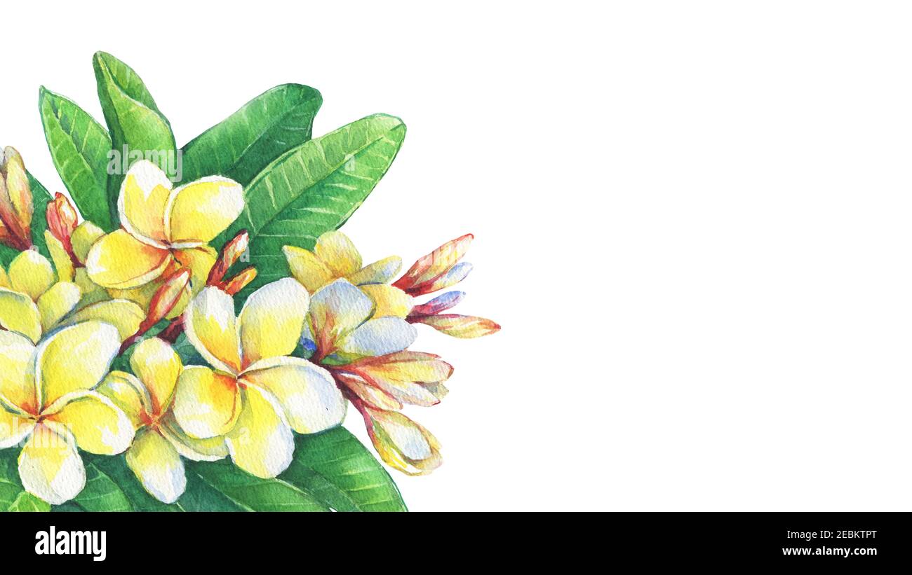 Grußkarte mit tropischen Blumen Frangipani (plumeria, Plumeria rubra).Aquarell handgezeichnete Malerei Illustration isoliert auf weißem Hintergrund. Stockfoto