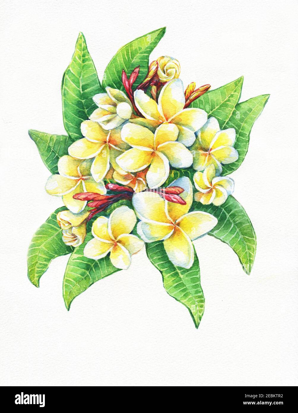 Nahaufnahme von tropischen Resort Blumen Frangipani (Plumeria, Plumeria rubra). Aquarell handgezeichnete Malerei Illustration isoliert auf weißem Hintergrund. Stockfoto