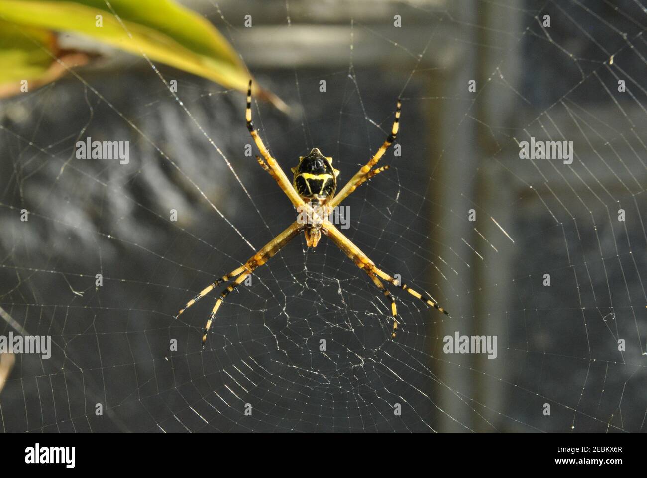 Ein Foto einer Argiope argentata mit Blick auf die Wand. Diese Spinne wird 'Araña tigre' oder 'Araña plateada' genannt Stockfoto