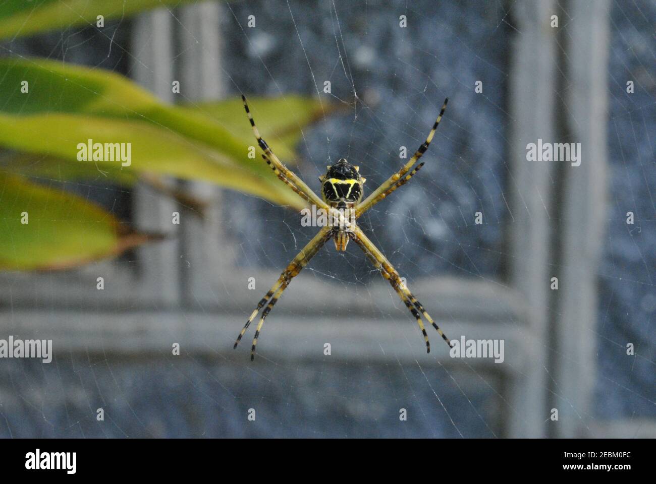 Ein Foto einer Argiope argentata mit Blick auf die Wand. Diese Spinne wird 'Araña tigre' oder 'Araña plateada' genannt Stockfoto