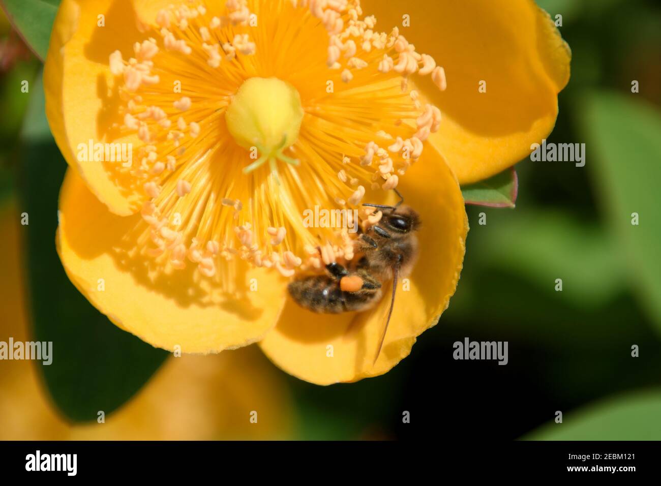 Honigbiene (APIs melifera) sammelt Pollen auf einer gelben Blume Stockfoto