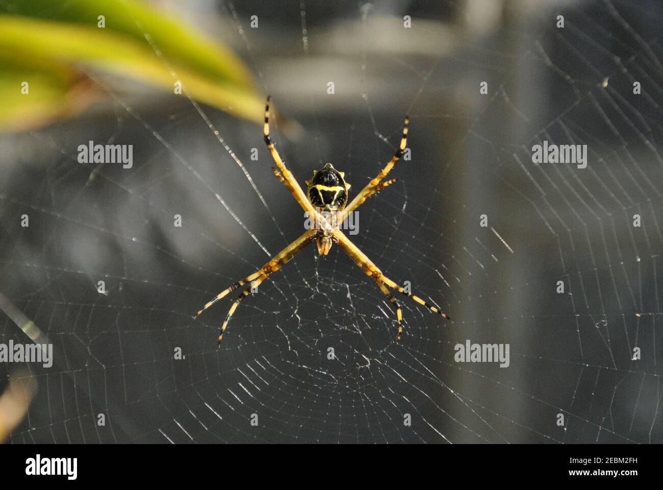 Ein Foto einer Argiope argentata mit Blick auf die Wand. Diese Spinne wird 'Araña tigre' oder 'Araña plateada' genannt Stockfoto