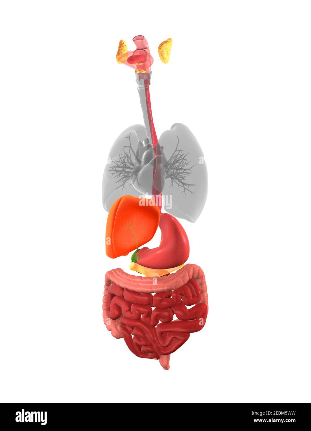 Menschliches Verdauungssystem, 3D Abbildung Stockfoto