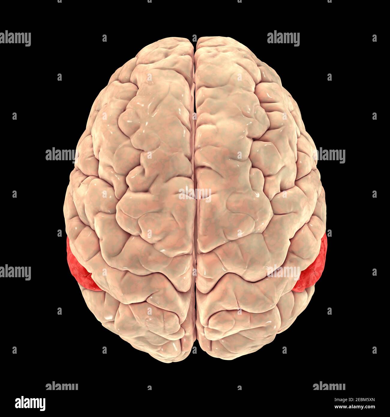 Menschliches Gehirn mit hervorgehobener Winkelgyrus, Illustration Stockfoto