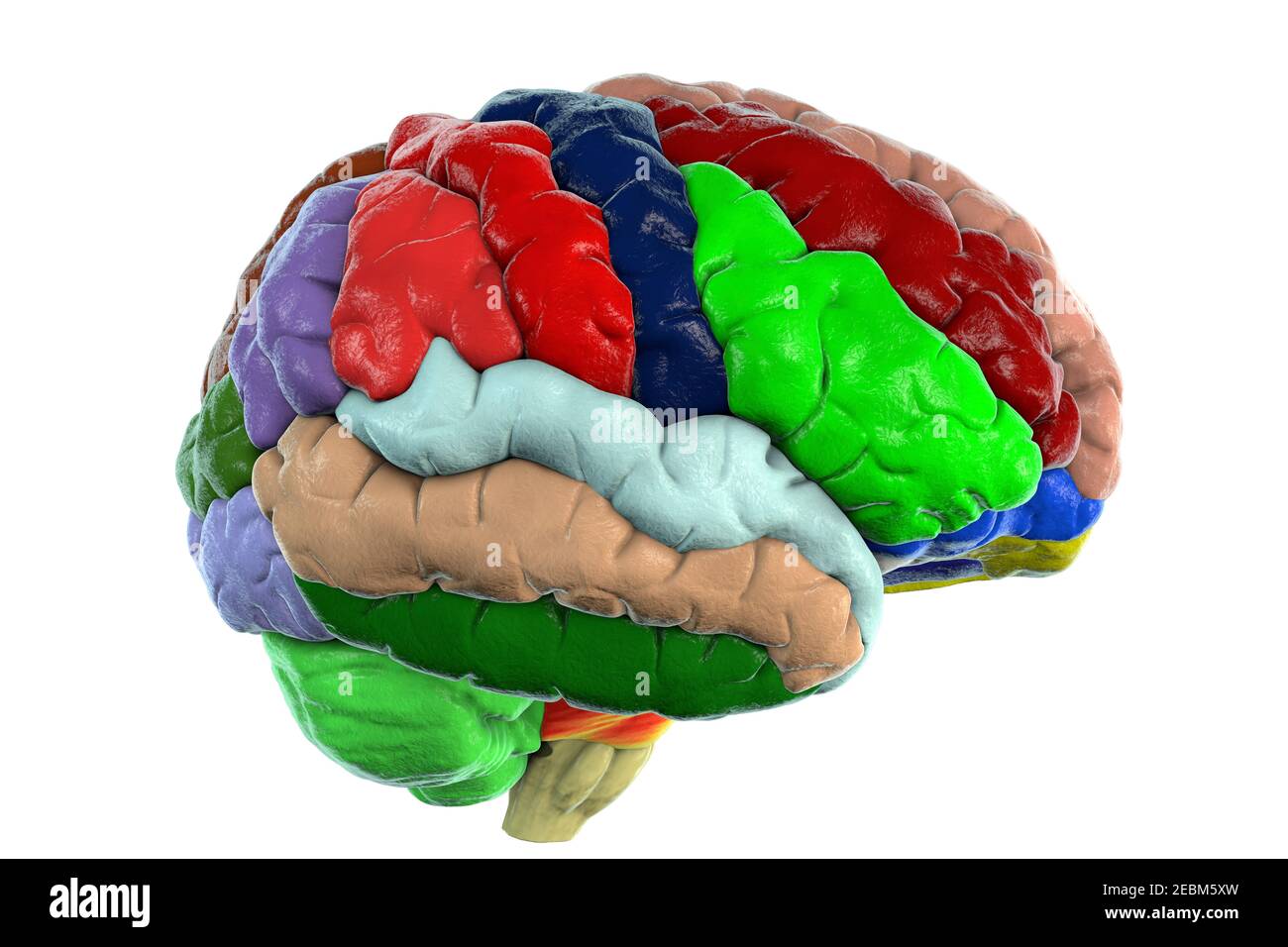 Menschliches Gehirn mit Gyri hervorgehoben, Illustration Stockfoto