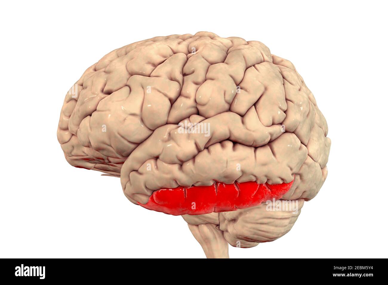 Gehirn Hervorhebung inferioren temporalen Gyrus, Illustration Stockfoto