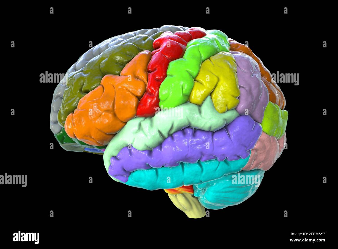 Menschliches Gehirn mit Gyri hervorgehoben, Illustration Stockfoto