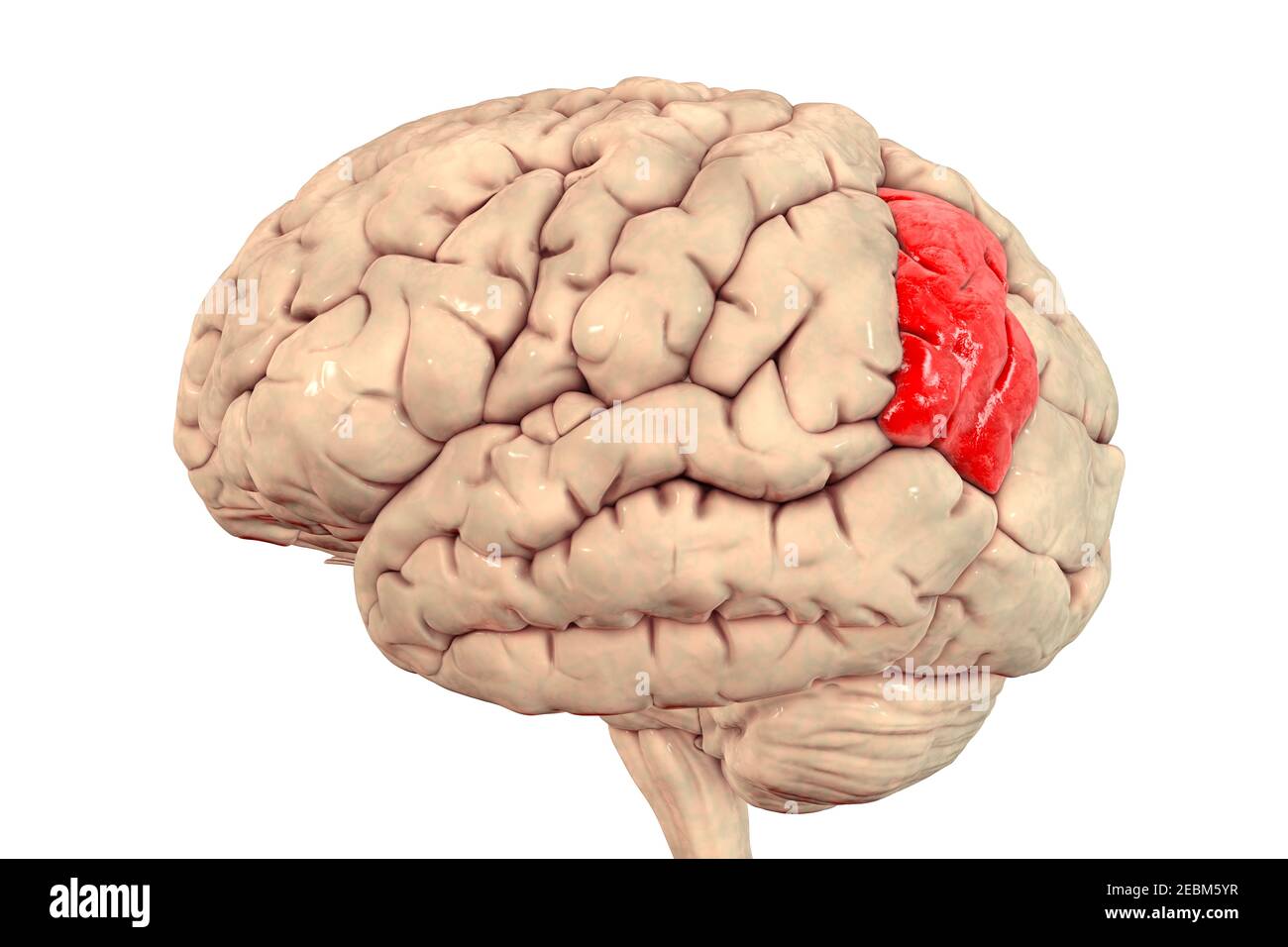 Menschliches Gehirn mit hervorgehobener Winkelgyrus, Illustration Stockfoto