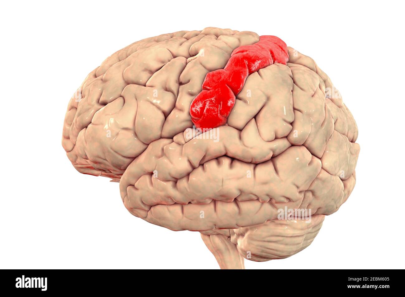 Menschliches Gehirn mit hervorgehobener postzentraler Gyrus, Illustration Stockfoto