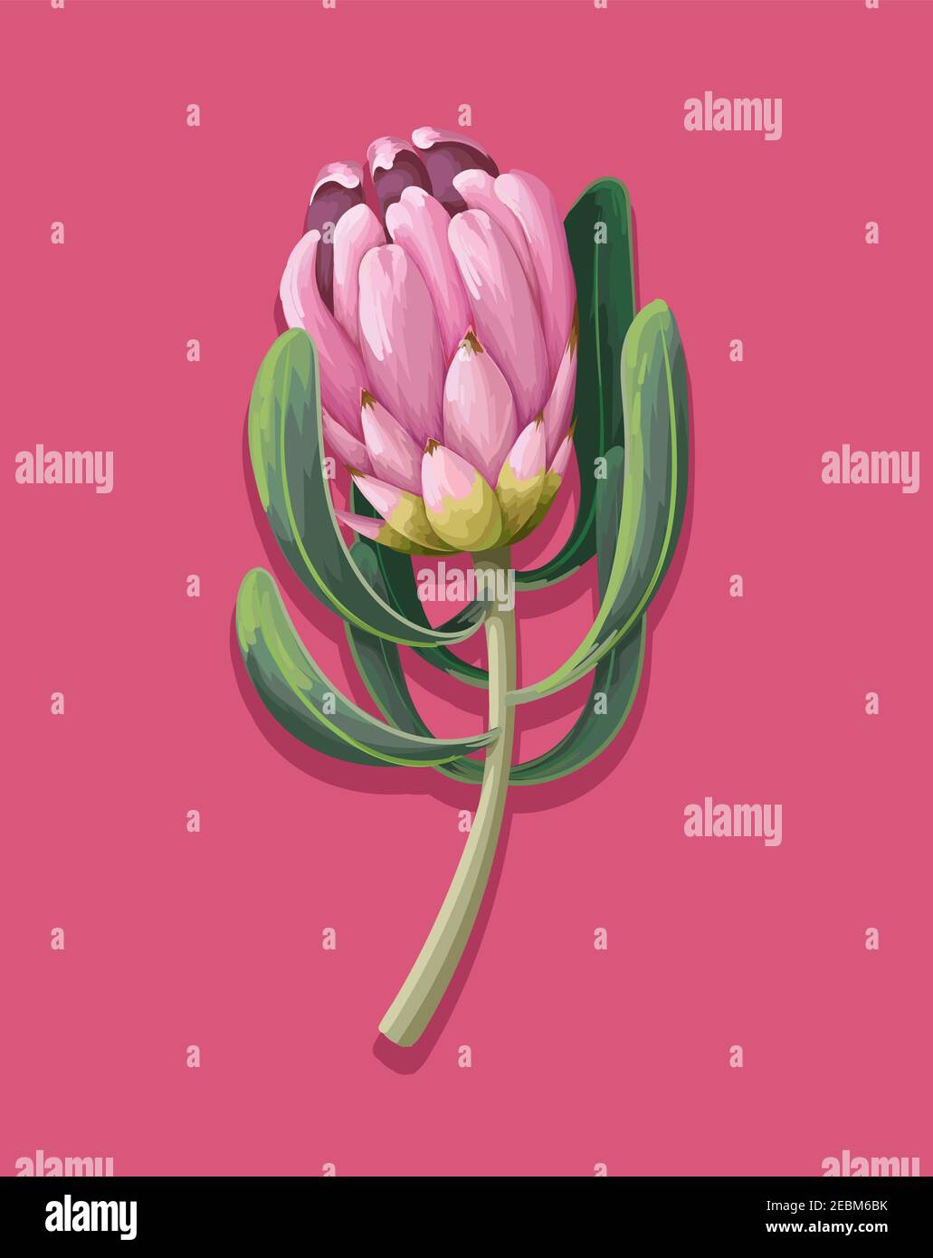 Protea auf dem rosa Hintergrund. Angesagter Blumendruck Stock Vektor
