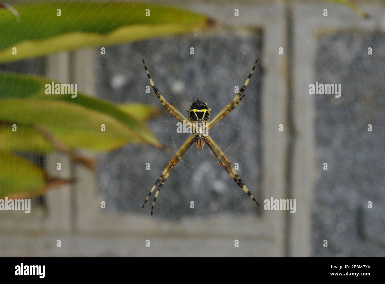 Ein Foto einer Argiope argentata mit Blick auf die Wand. Diese Spinne wird 'Araña tigre' oder 'Araña plateada' genannt Stockfoto