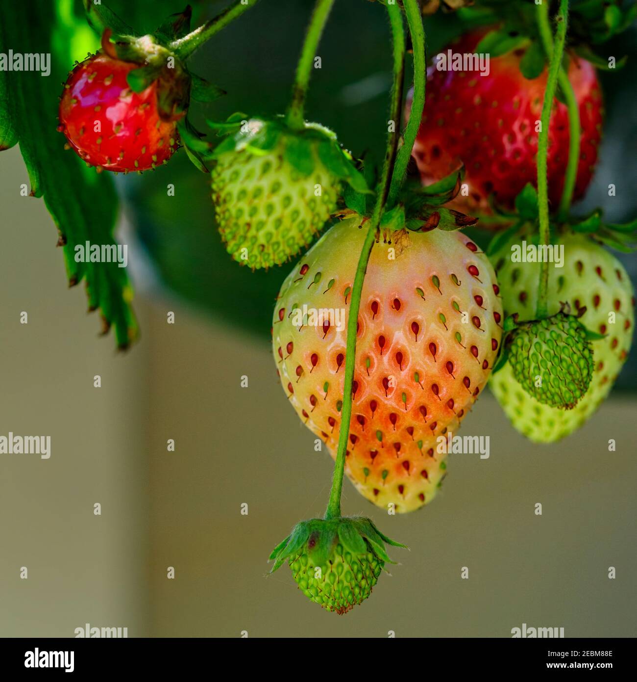 Erdbeeren reifen an einem Julitag aus einem hängenden Korb. Stockfoto