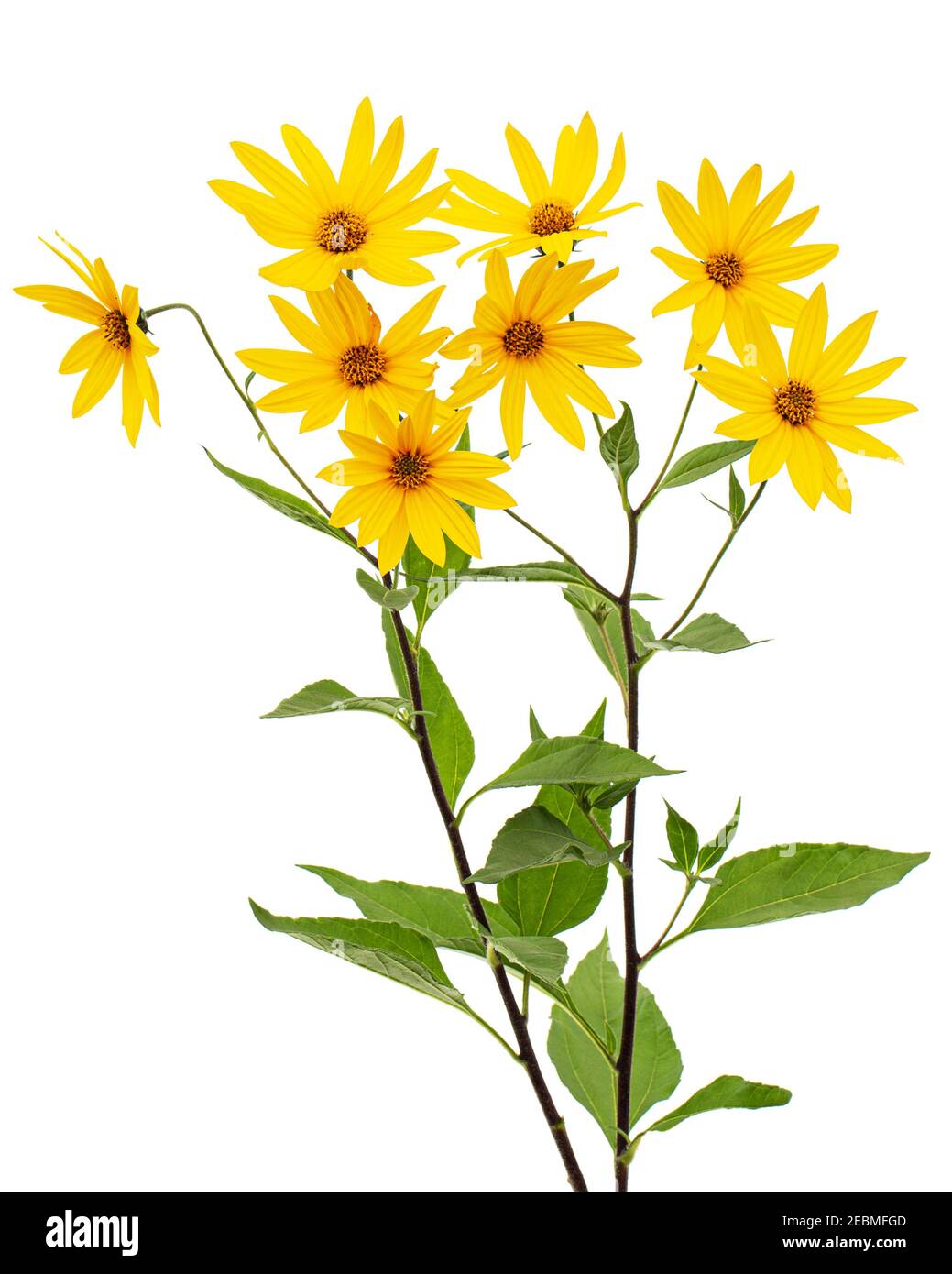 Blumen von Jerusalem Artischocke (Erdpfalle), lat. Helianthus tuberosus L. oder girasol, isoliert auf weißem Hintergrund Stockfoto