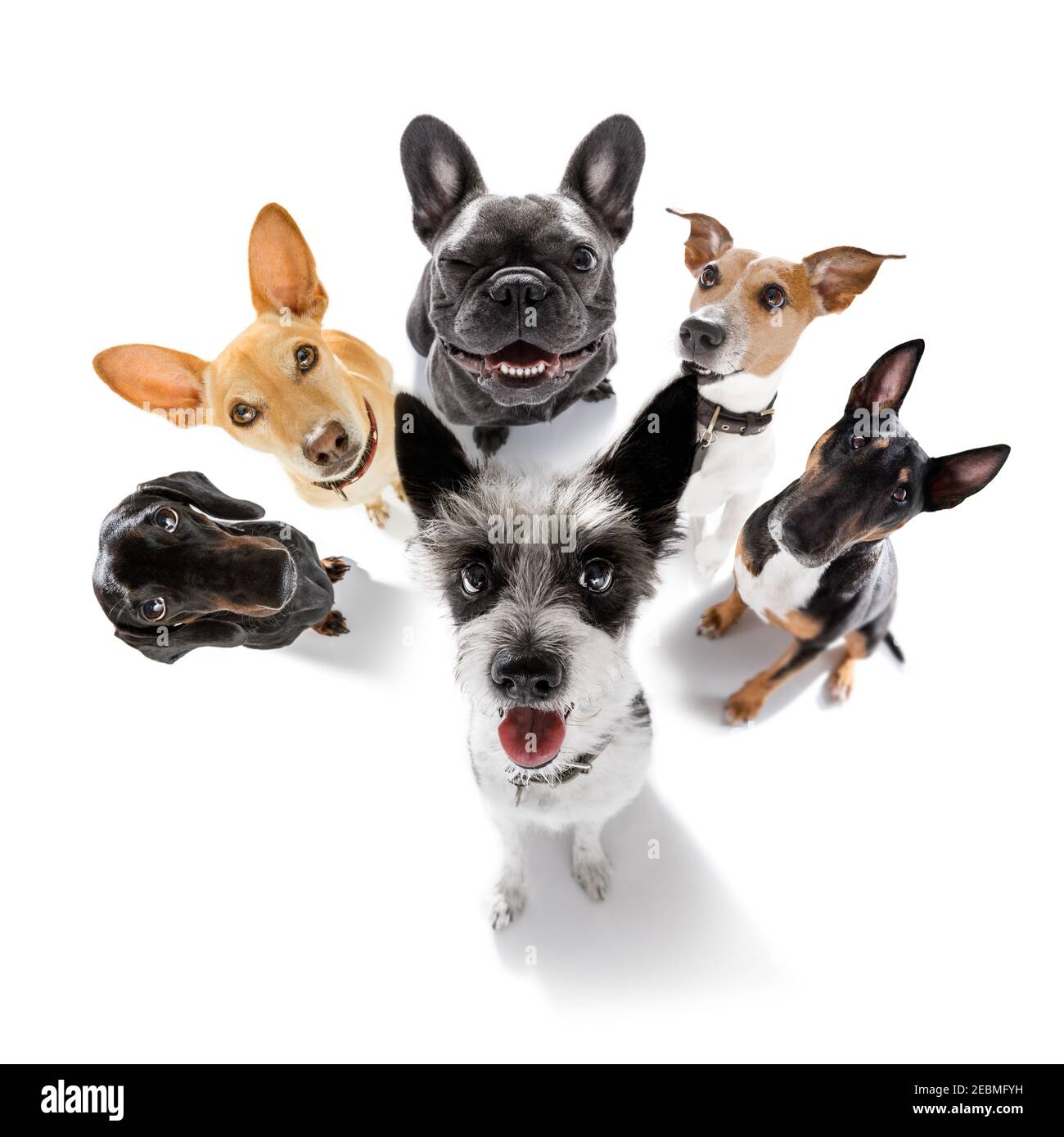 Team Gruppe Reihe von Hunden, die ein Selfie isoliert auf weißem Hintergrund, Lächeln und glücklichen Schnappschuss Stockfoto
