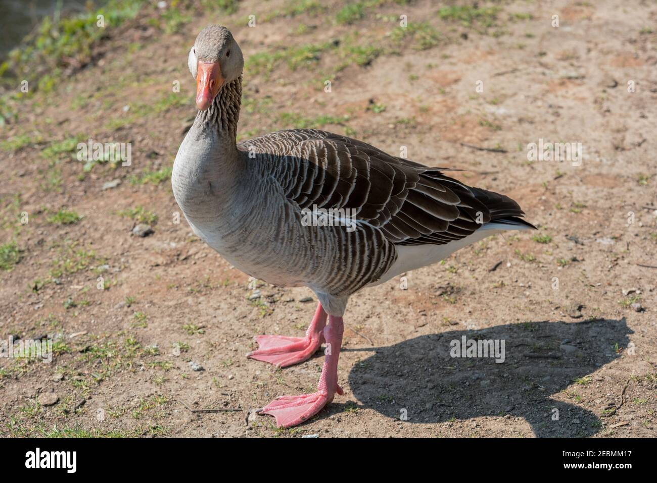Graugans, Anser anser, erwachsen, steht auf sandigen Boden Stockfoto