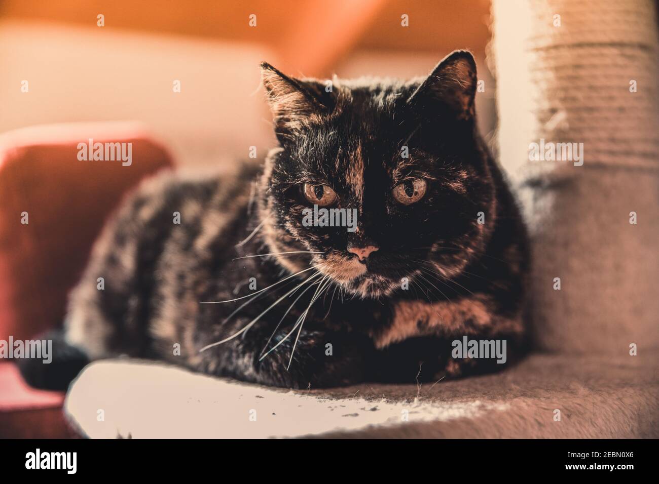 Schöne Katze hockte zu Hause. Nahaufnahme Porträt eines Haustieres entspannend mit geöffneten Augen. Gerade Ohren, Vibratzen und zarte Pfoten. Tier mit gefleckten Pelz Stockfoto