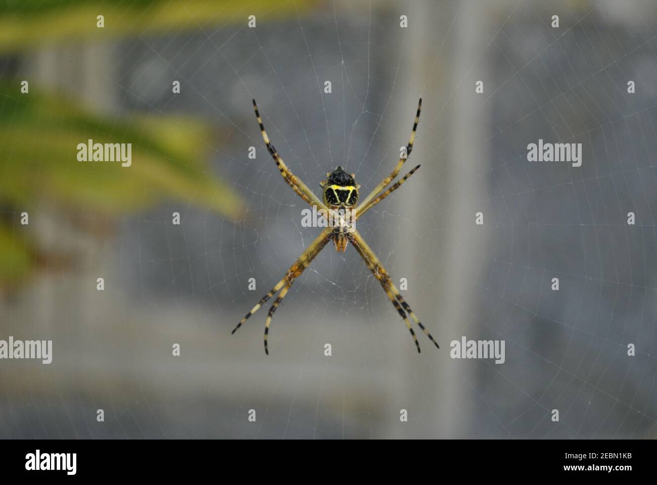 Ein Foto einer Argiope argentata mit Blick auf die Wand. Diese Spinne wird 'Araña tigre' oder 'Araña plateada' genannt Stockfoto