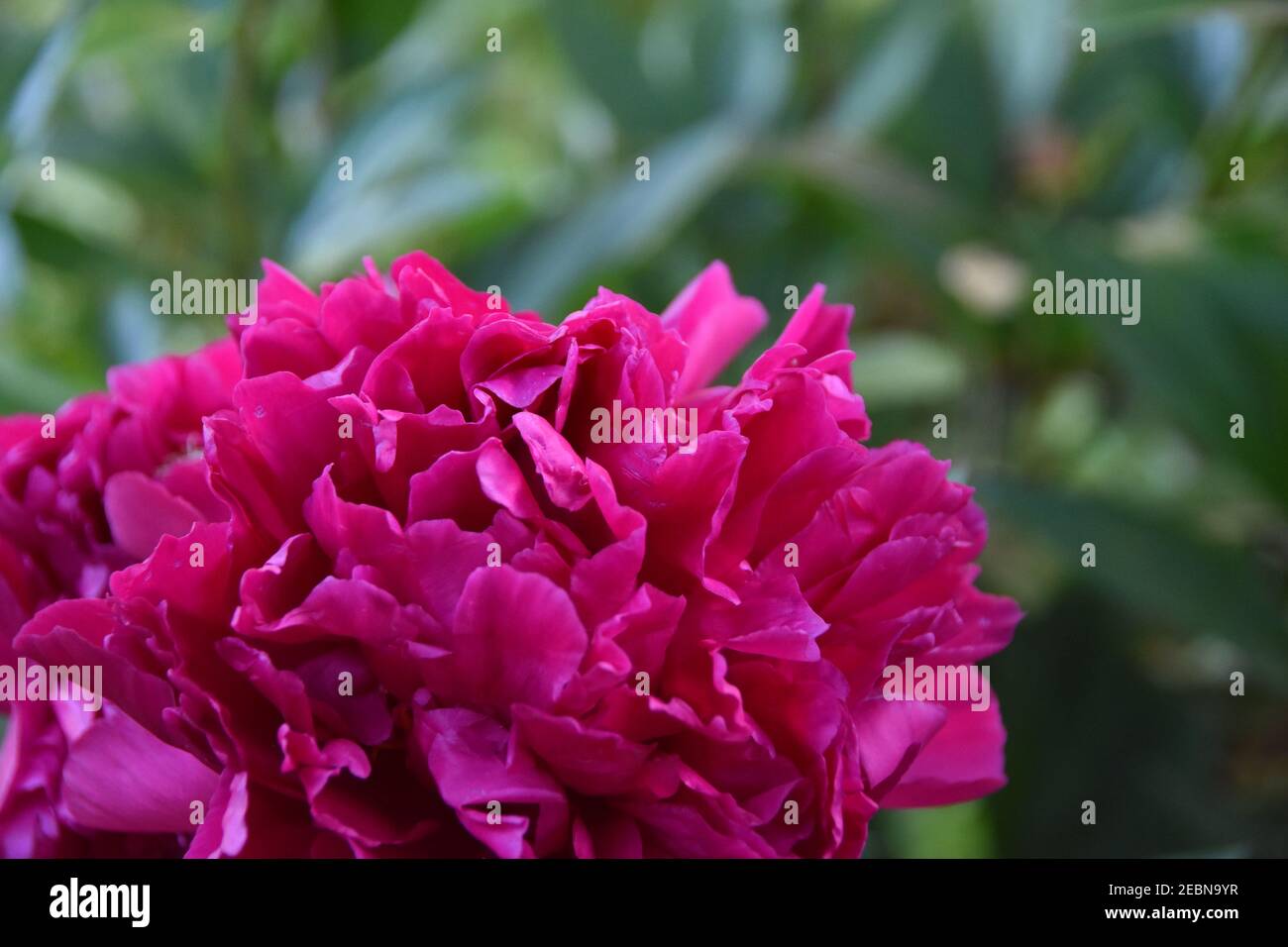 Nahaufnahme der rosa Pfingstrose Blume. Unscharfer Hintergrund. Speicherplatz kopieren. Stockfoto