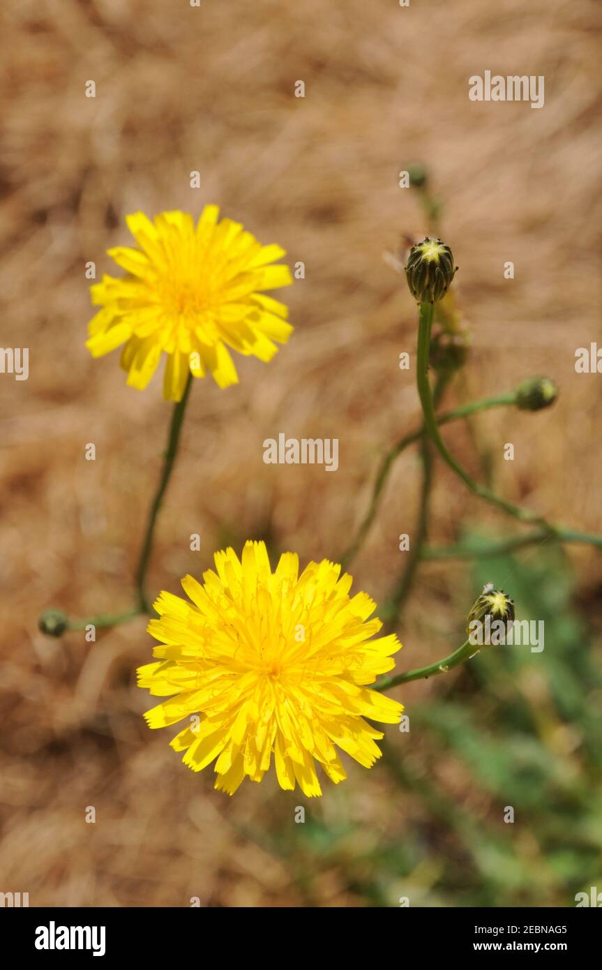 Essbares Unkraut Gelbe Dandelion-Blume auf trockenem Rasen. Selektiver Fokus. Stockfoto