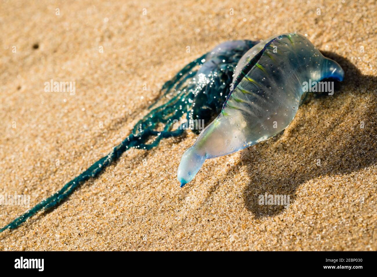 Eine Blaubottle Qualle in Garie Strand gefunden Stockfoto