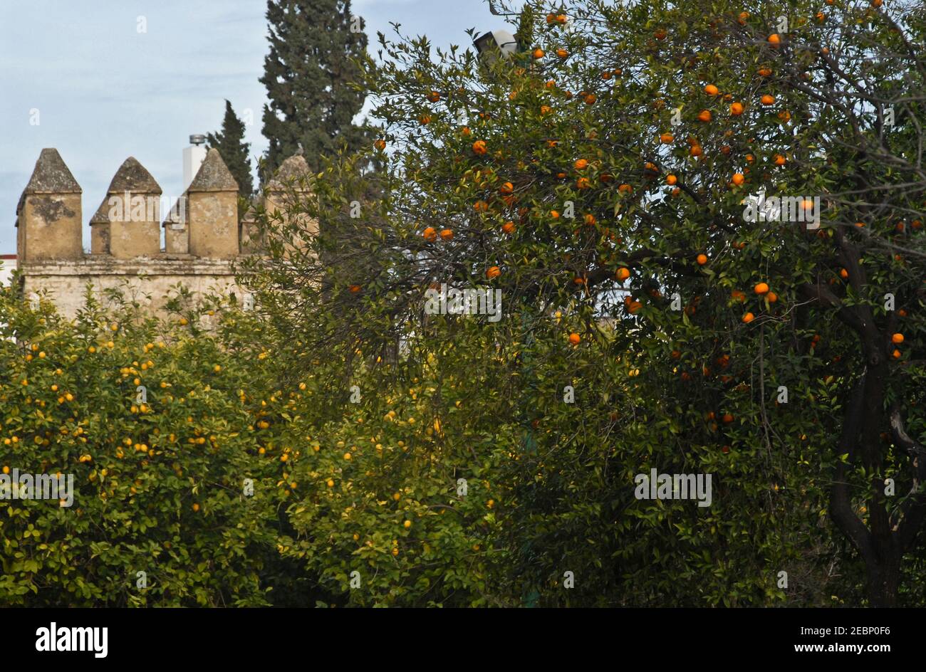 Alcazar von Sevilla (Real Alcazar de Sevilla): Blick von außen auf die Wände, hinter Orangen- und Zitronenbäumen. Spanien Stockfoto