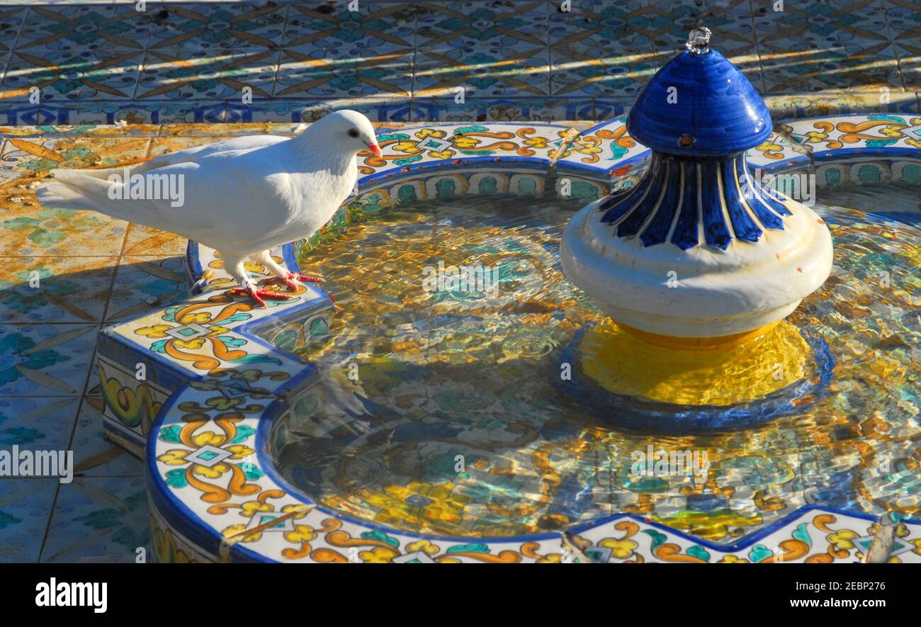 Weiße Tauben im Parque de Maria Luisa. Sevilla, Spanien Stockfoto
