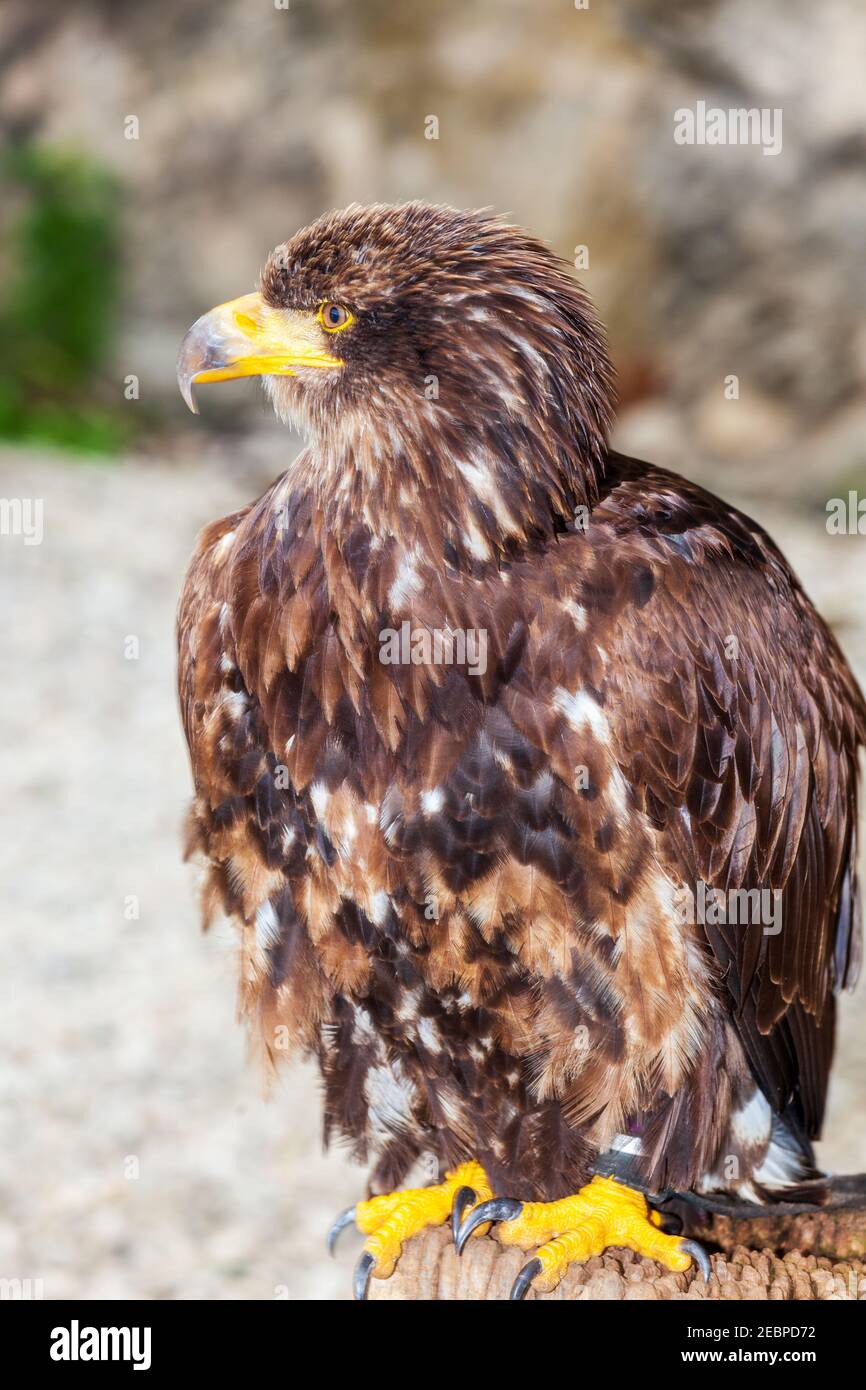europäischer Adler mit leuchtend gelben Schnabel und Krallen Stockfoto