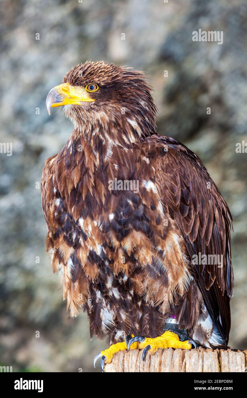 europäischer Adler mit leuchtend gelben Schnabel und Krallen Stockfoto