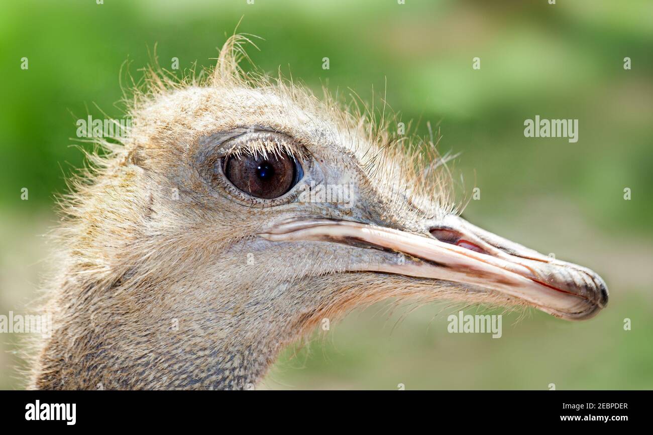 Emu flugloser Vogel in australien. Stockfoto