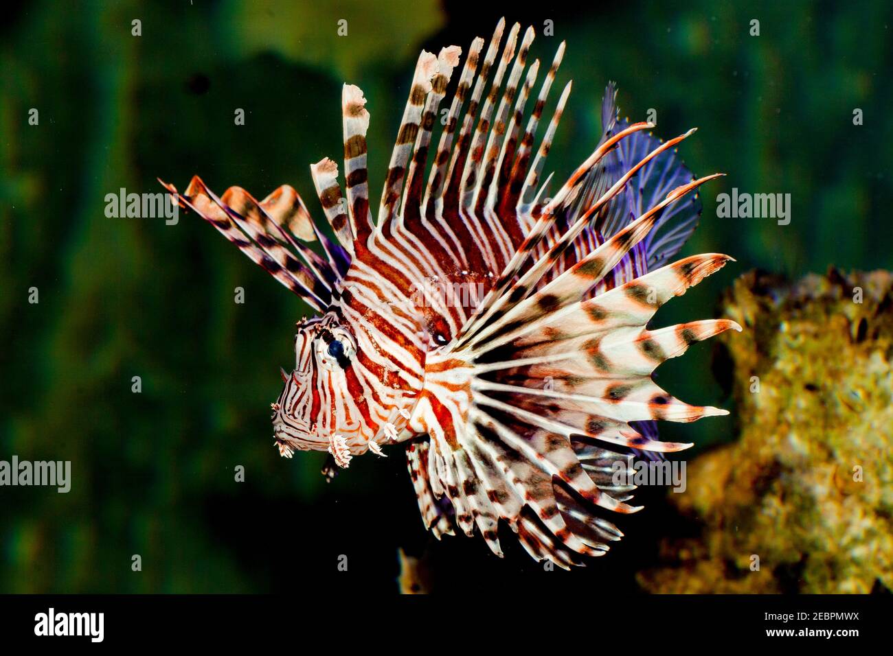 Der Rotlionfisch (Pterois volitans) ist ein giftiger, korallener Rifffisch aus der Familie der Scorpaenidae, Ordnung der Scorpaeniformes, invasive Schädlinge Stockfoto