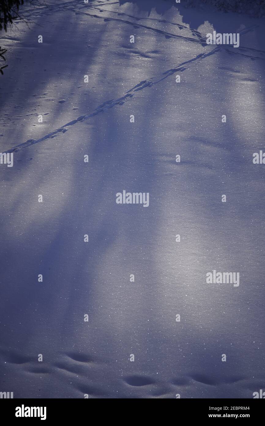 Der Schatten des Baumes auf Schneeverwehung im Wintermorgen Stockfoto