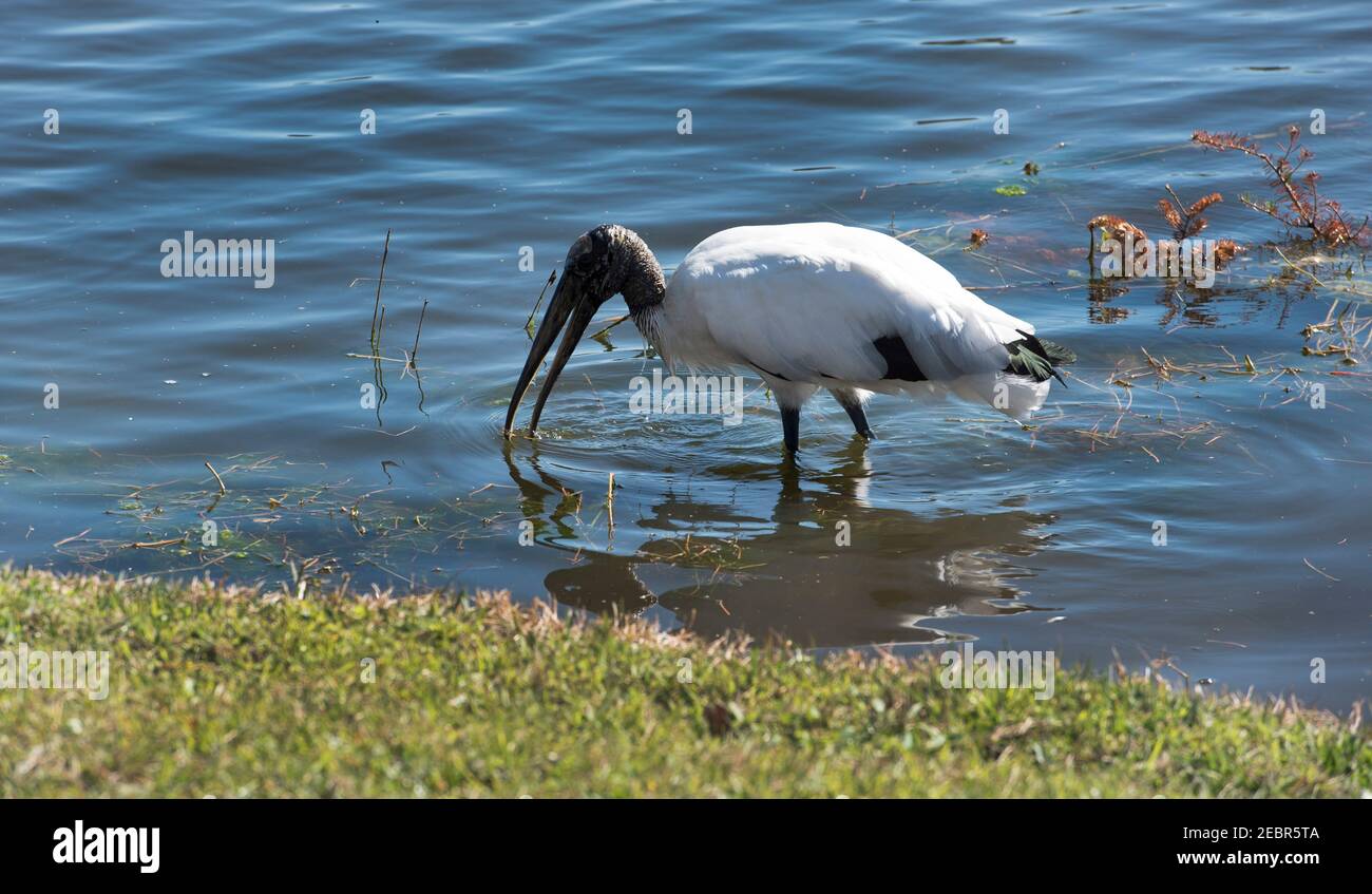 Wesley Chapel, FL, USA. Januar 2021, 29th. Ein Holzstorch sucht nach Süßwasserfischen entlang eines Binnengewässscheiches in der Nähe der Golfküste von Florida. AmericaÃs ist eine bedrohte Art und ist Nordnordens einziger einheimischer Storch. FloridaÃs die Waldstorch-Populationen sind seit dem 1970s stark rückläufig. Quelle: Robin Rayne/ZUMA Wire/Alamy Live News Stockfoto