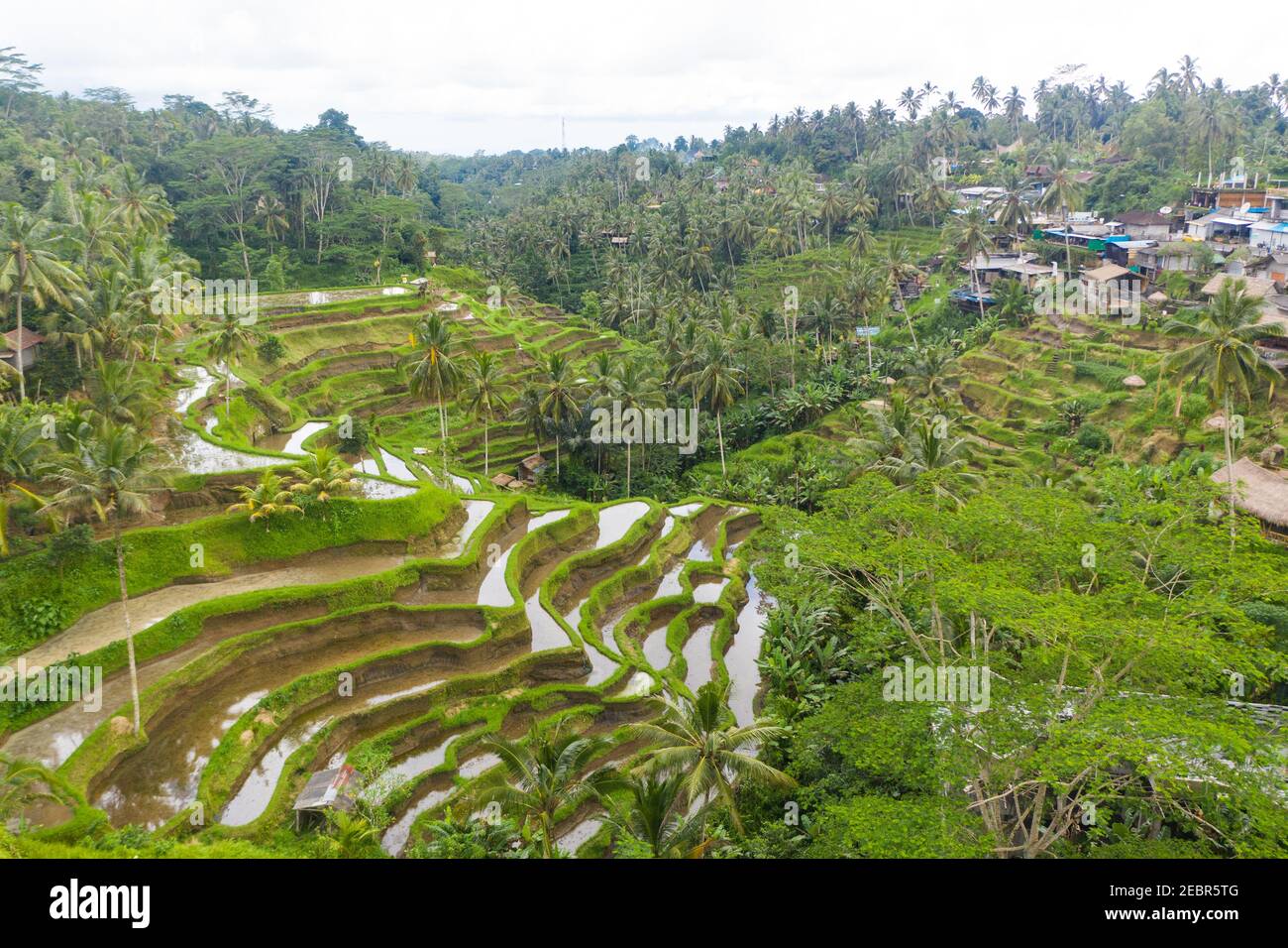 Luftaufnahme von terrassierten Reisfeldern in der Nähe von Dorf im Regenwald in Bali, Indonesien üppige grüne Reisfelder Plantagen mit Wasser auf Hügel im Dschungel Stockfoto