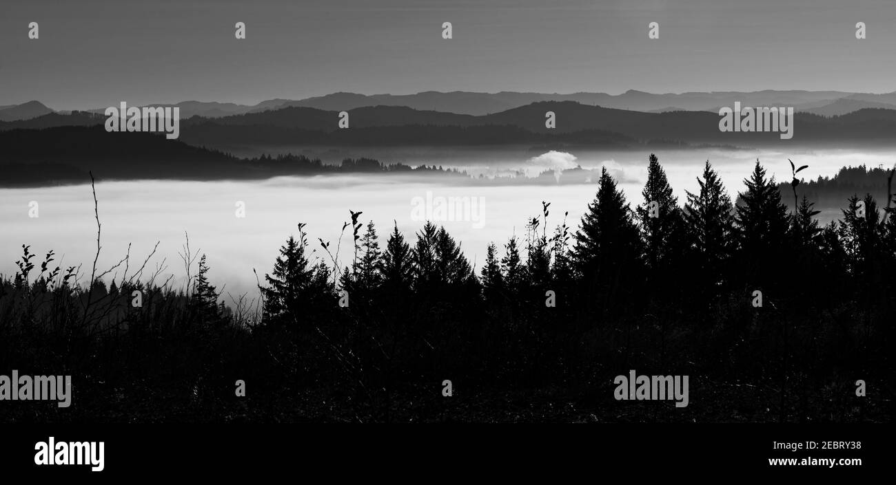 Schwarz-Weiß-Panorama des Nebels in Oregon Tal umgeben Von Bäumen Stockfoto